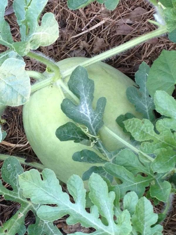 First yellow watermelon